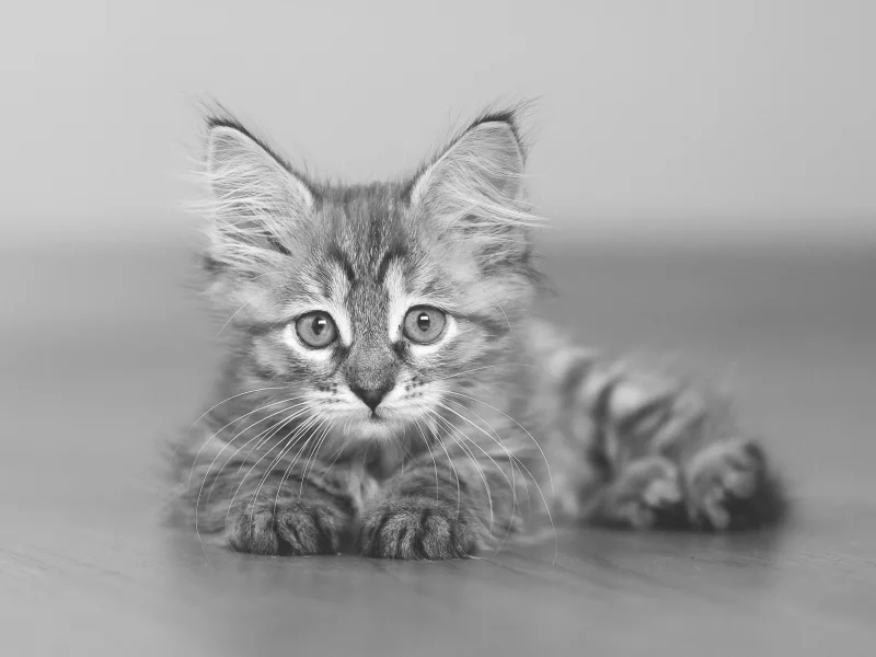 котёнок, взгляд