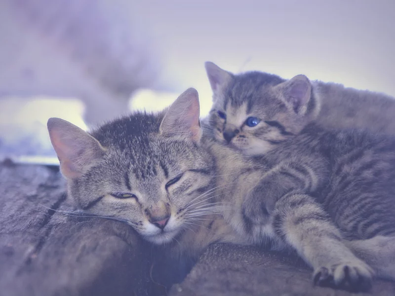 кошка, котёнок, материнство