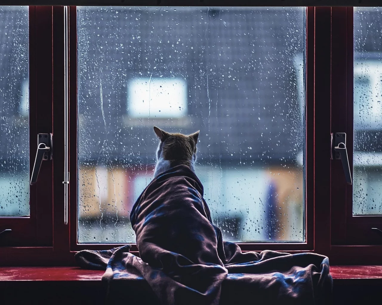 кошка, окно, дождь