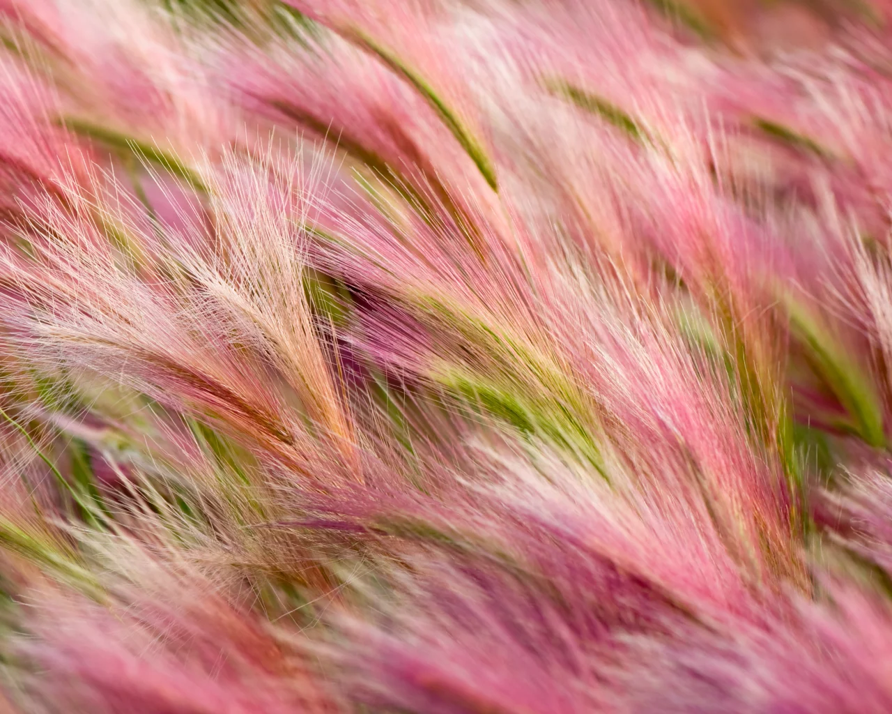 os x, apple, ячмень, mavericks, foxtail-barley, mac