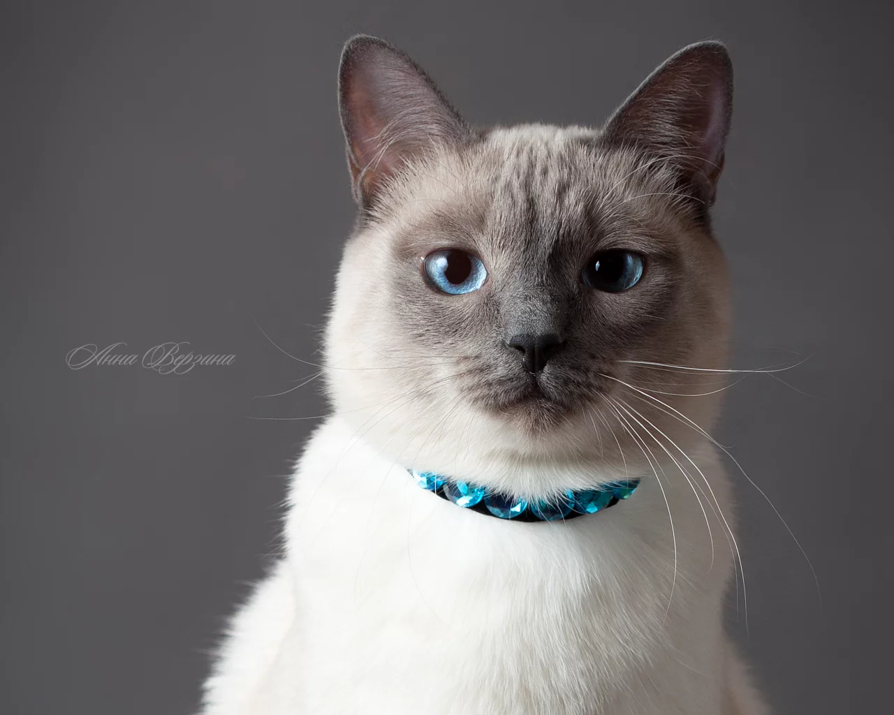 серый фон, глаза, тайский кот, кот, тайская кошка, кошка