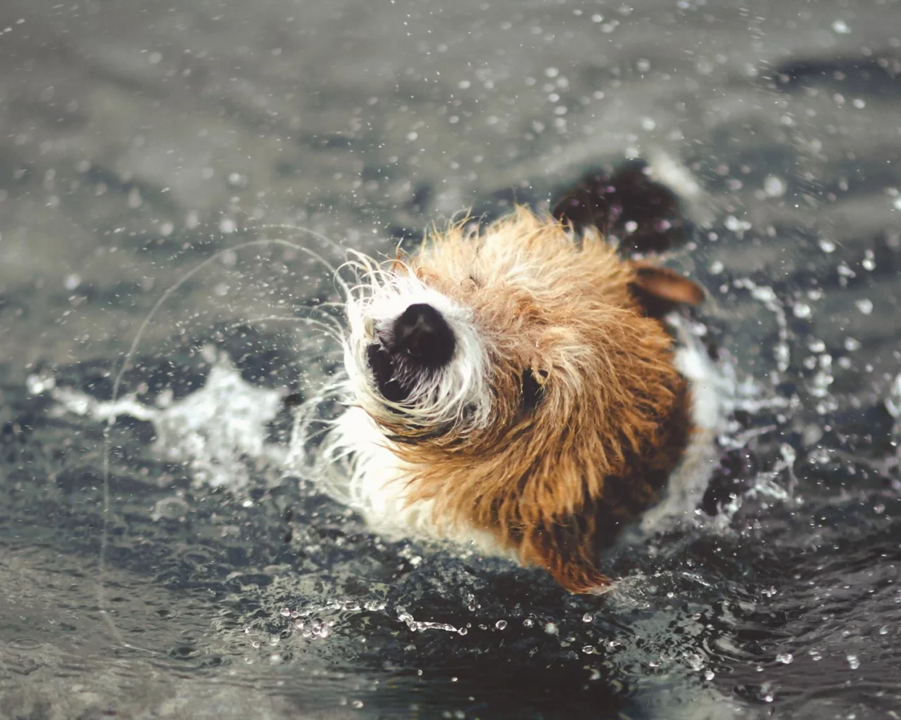вода, собака, брызги
