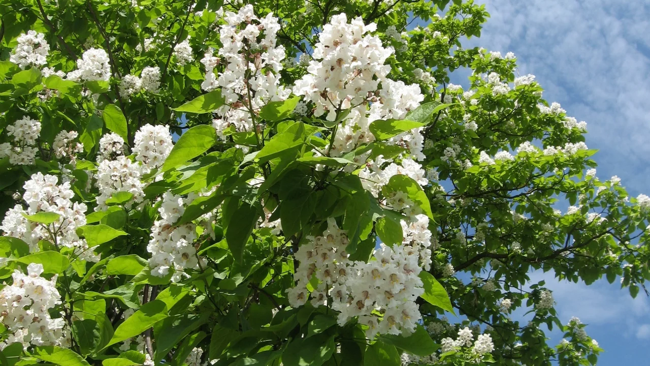 катальпа, лето, небо, облака, цветы