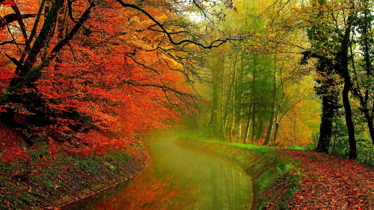 hdr, деревья, river, leaves, autumn, water, листья, trees, forest, walk, nature