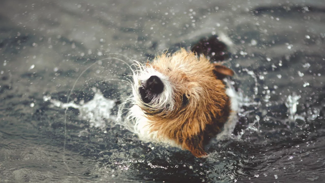 вода, собака, брызги