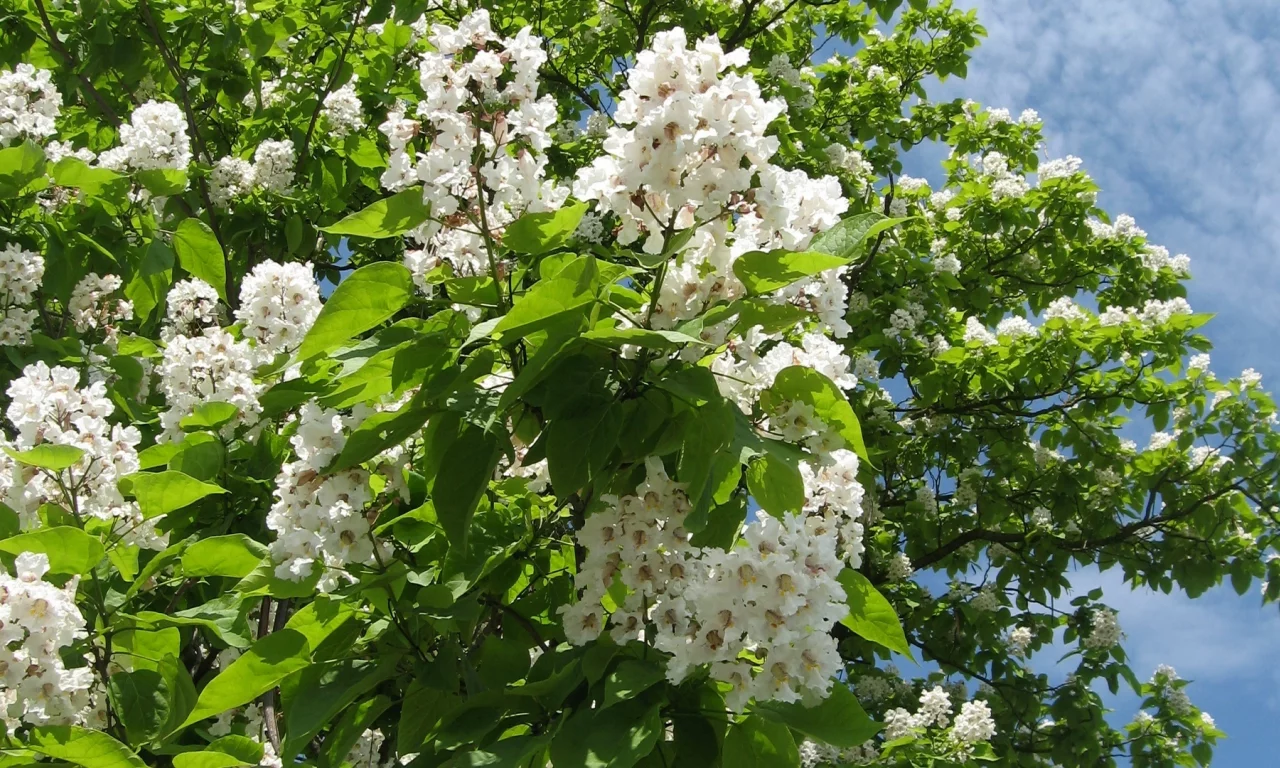 катальпа, лето, небо, облака, цветы