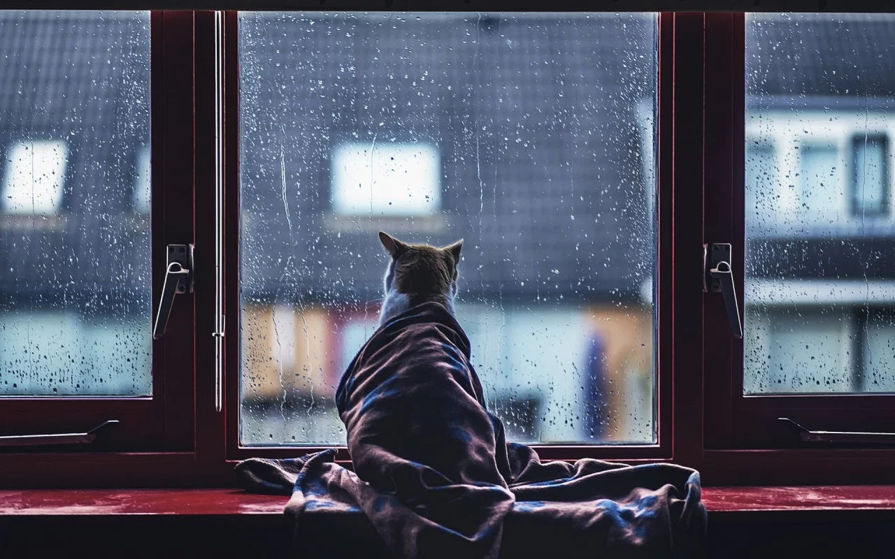 кошка, окно, дождь