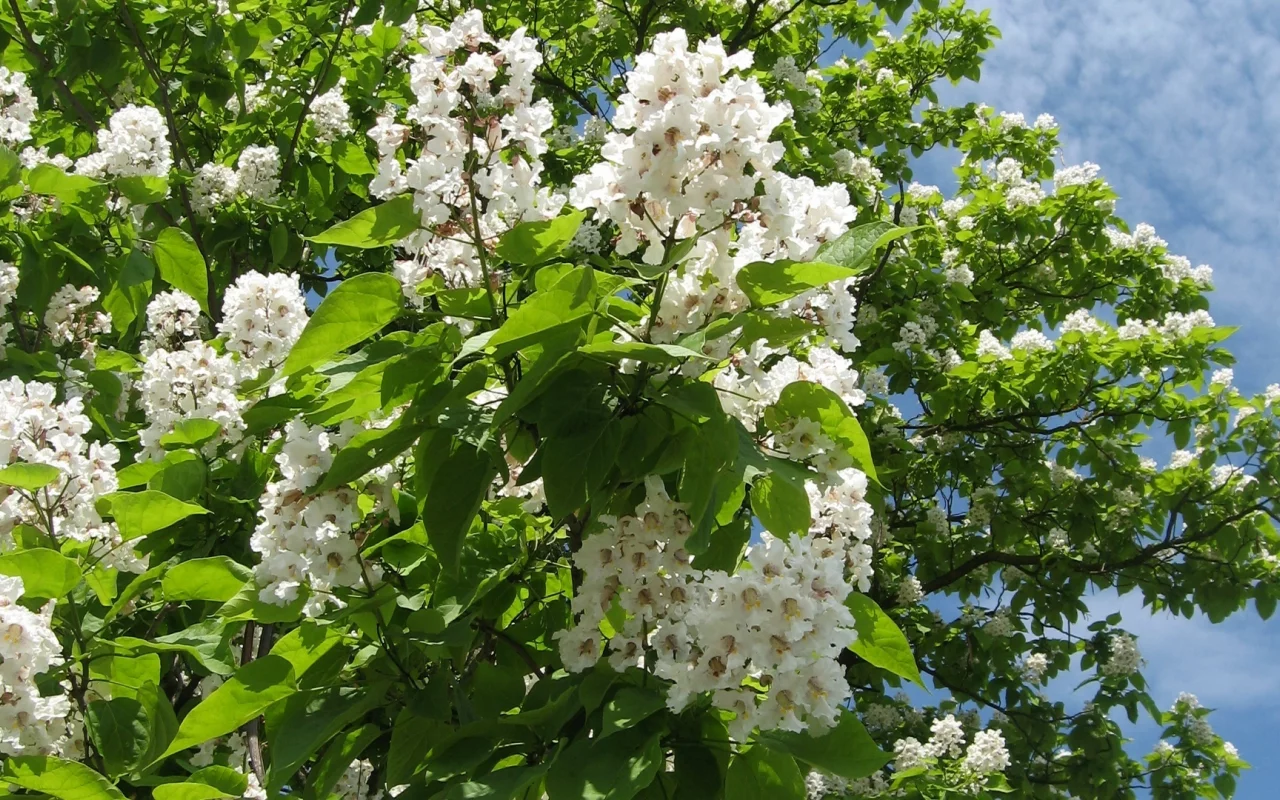 катальпа, лето, небо, облака, цветы