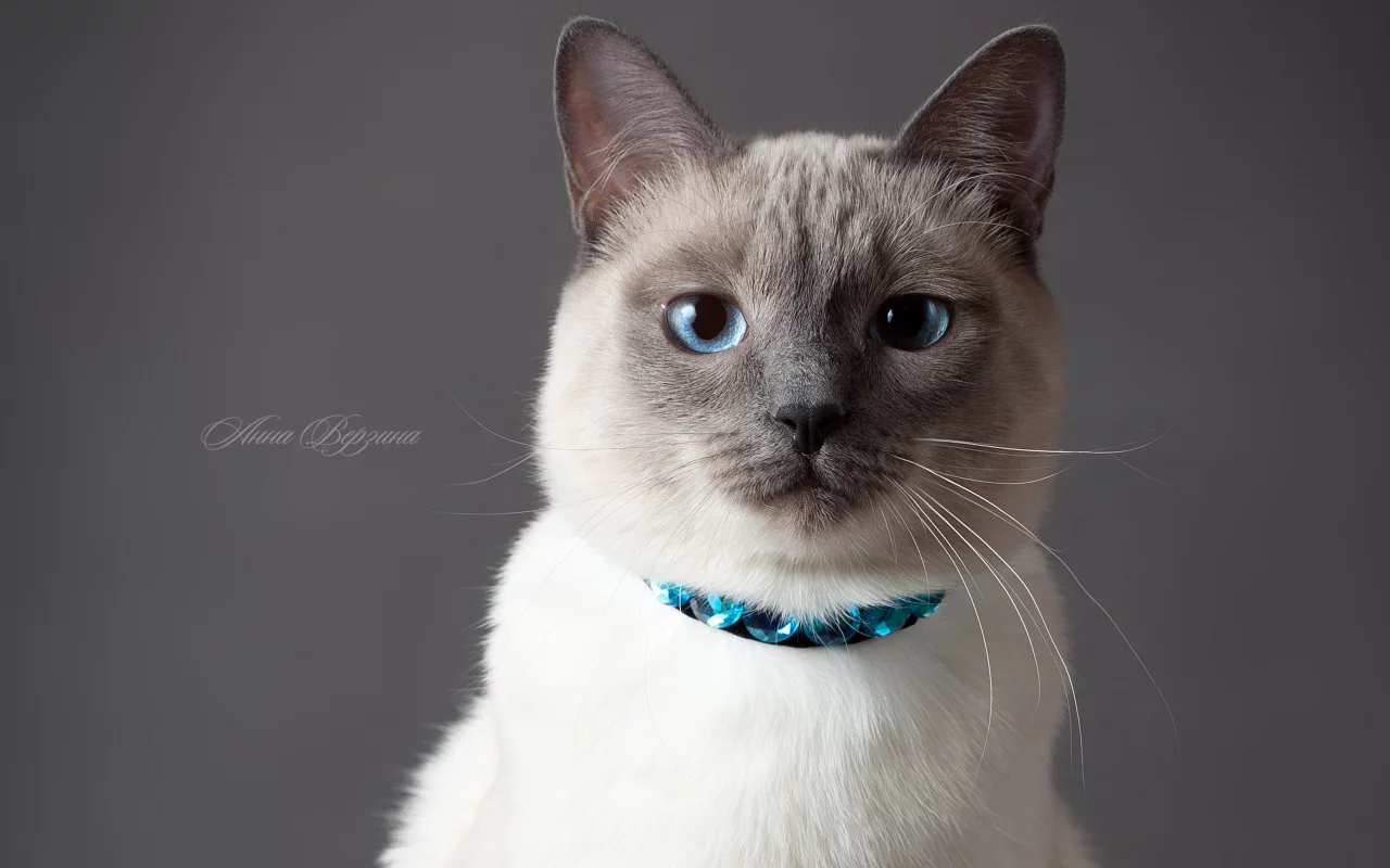 серый фон, глаза, тайский кот, кот, тайская кошка, кошка