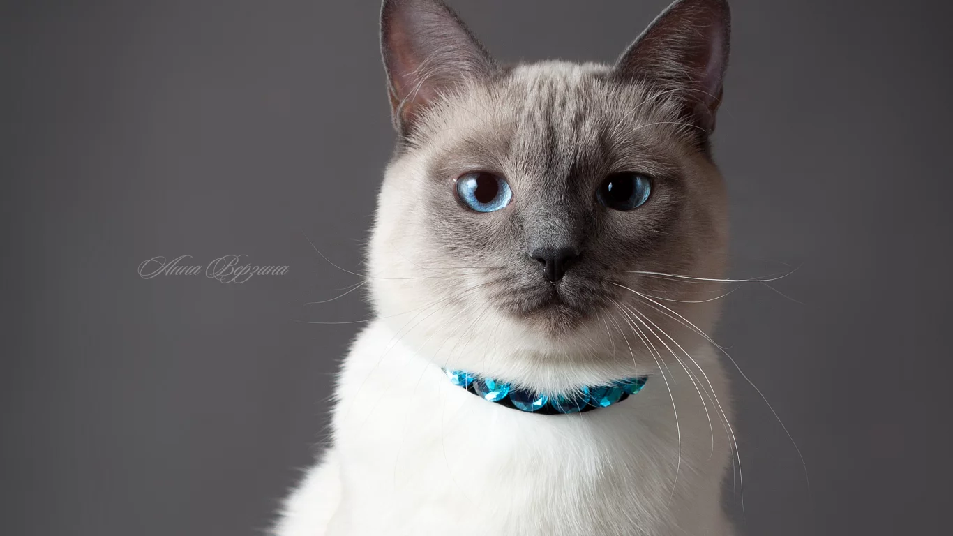 серый фон, глаза, тайский кот, кот, тайская кошка, кошка