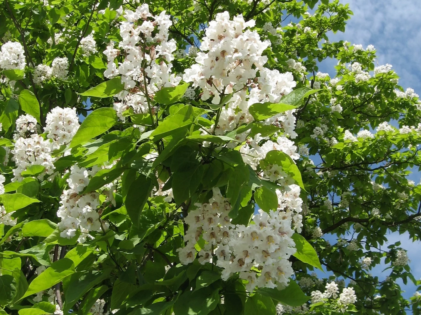 катальпа, лето, небо, облака, цветы