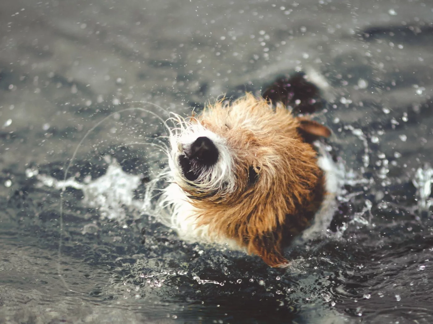 вода, собака, брызги