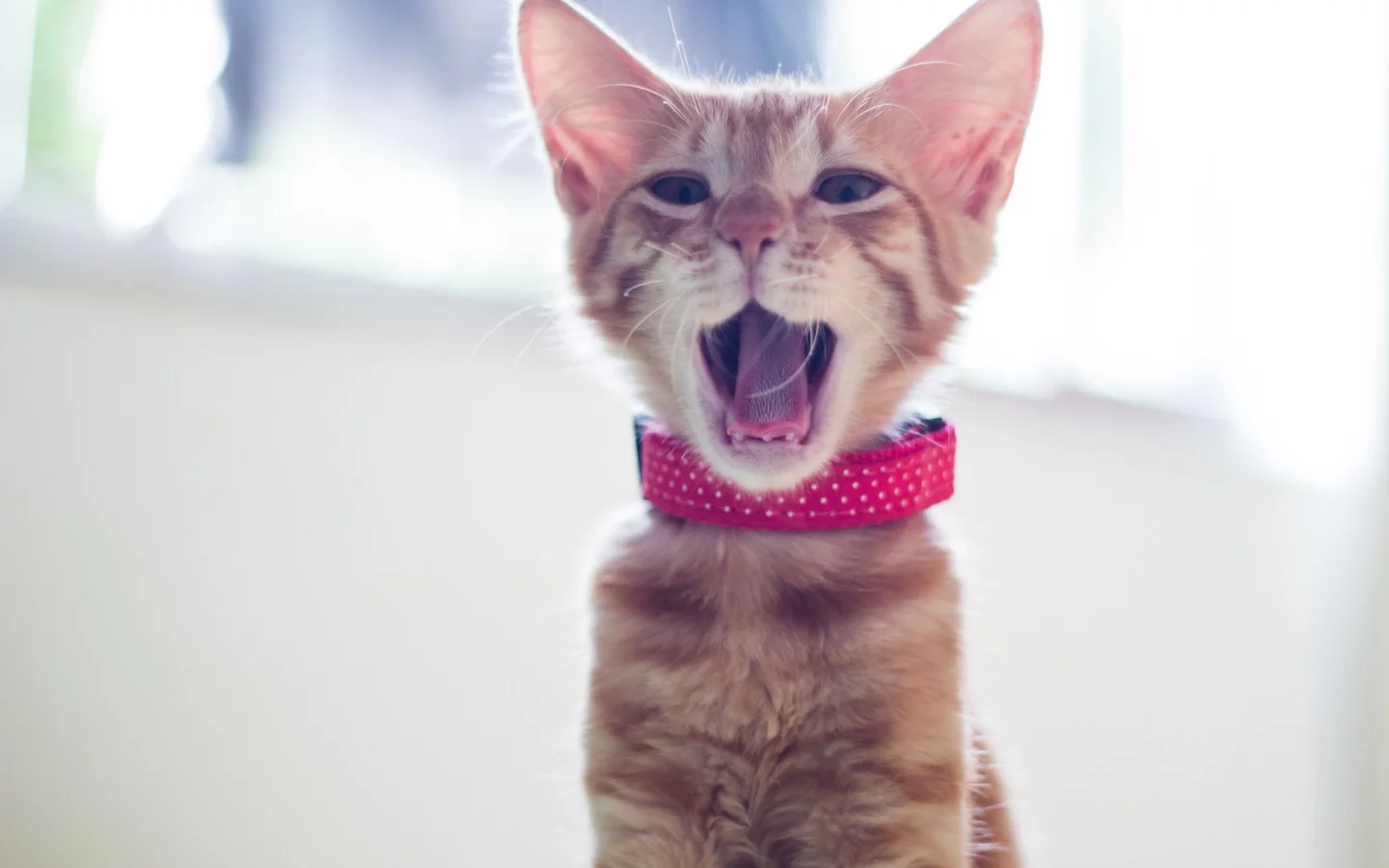  зевает, котёнок, ошейник, рыжий