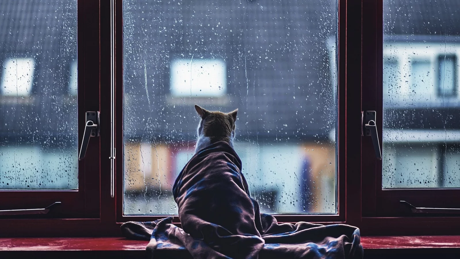 кошка, окно, дождь