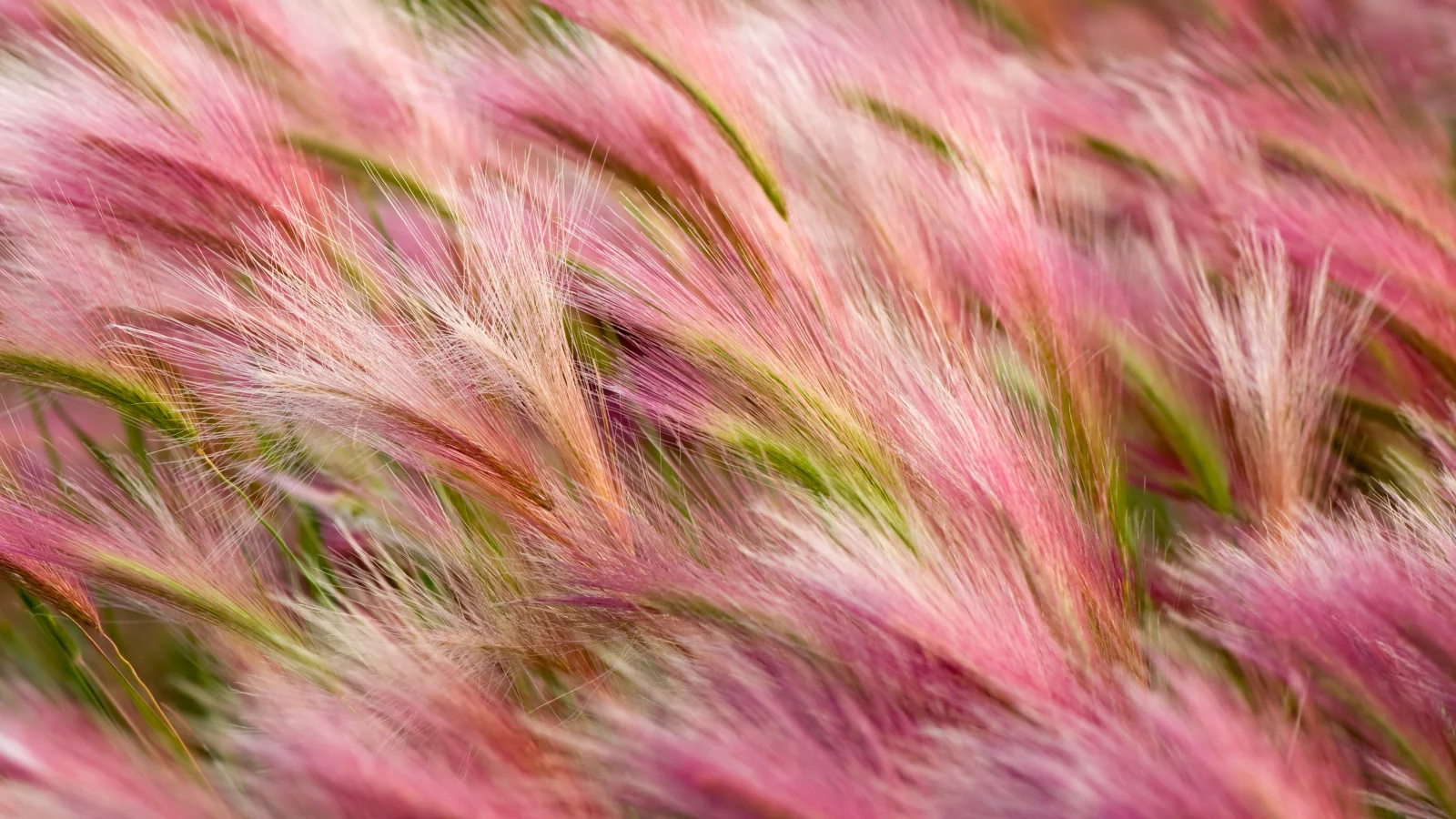 os x, apple, ячмень, mavericks, foxtail-barley, mac