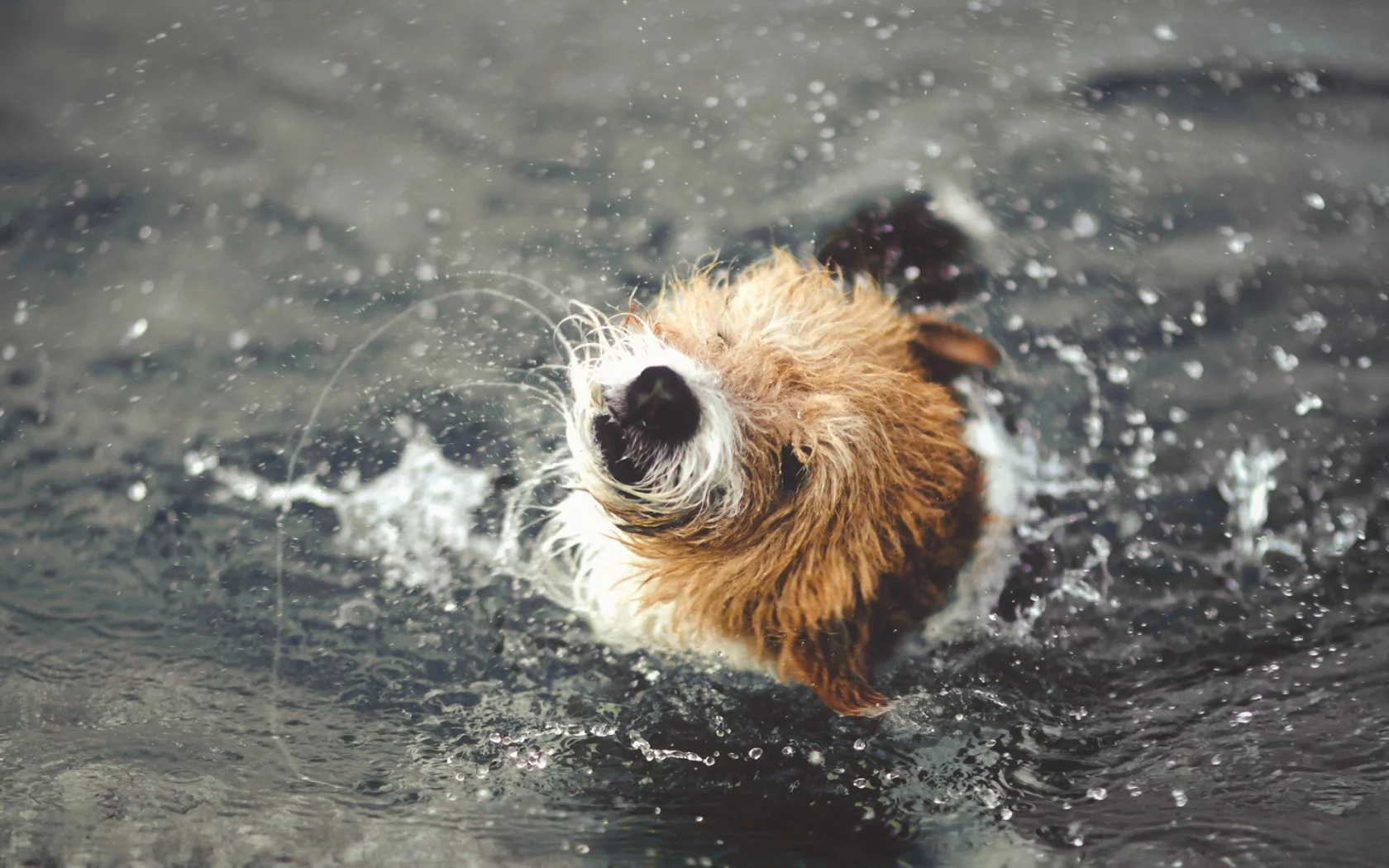 вода, собака, брызги