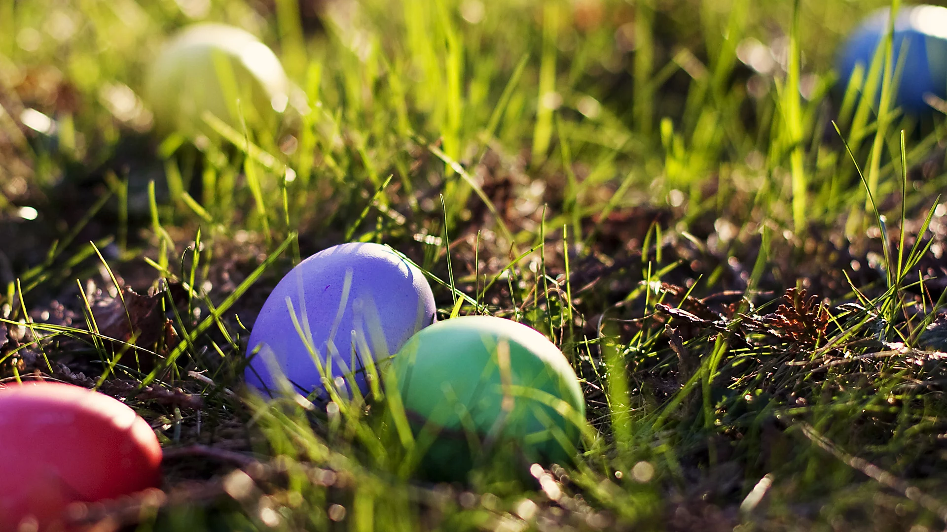 яйца, easter, grass, eggs, пасха, весна, spring, colored, трава