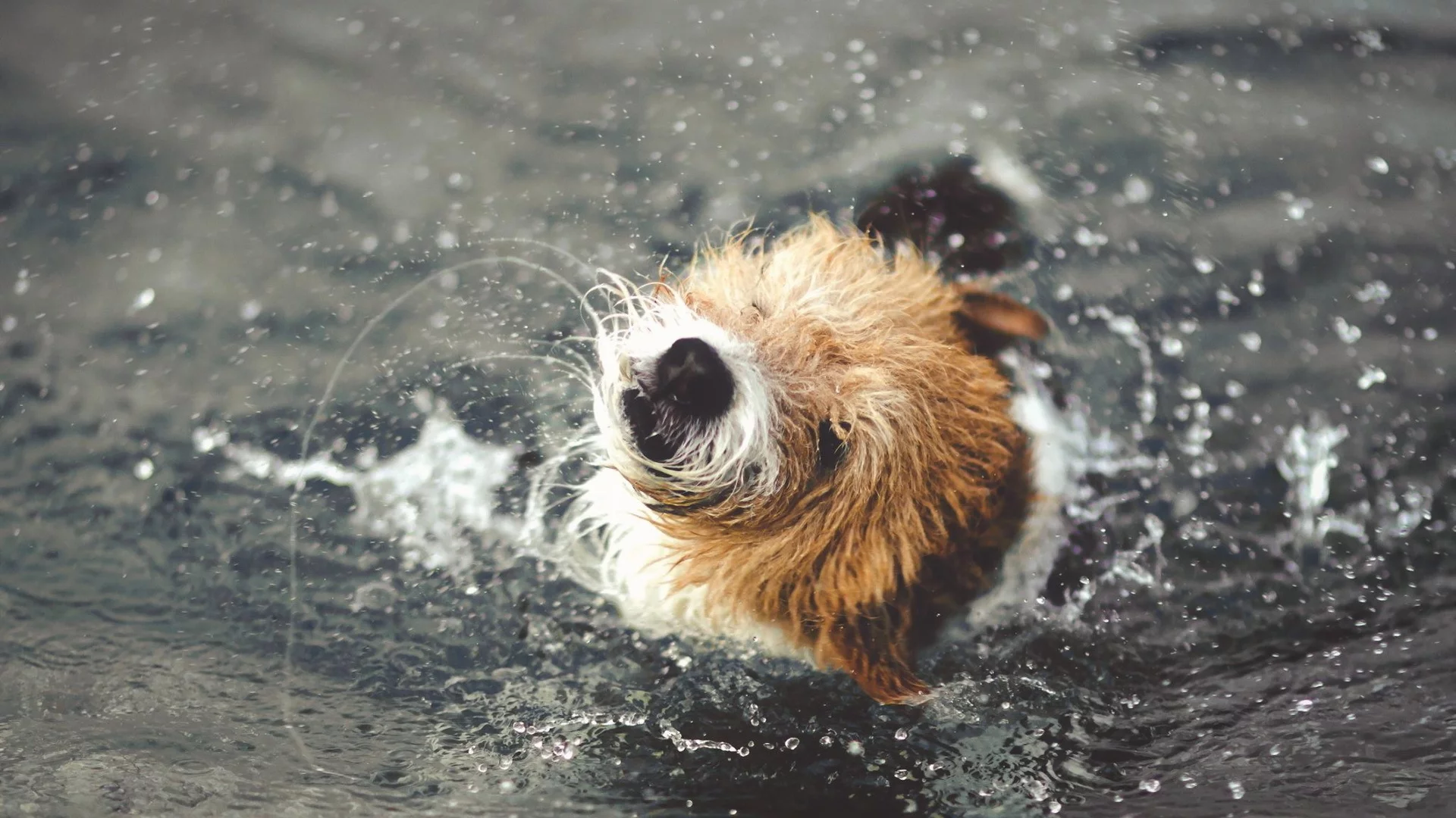 вода, собака, брызги