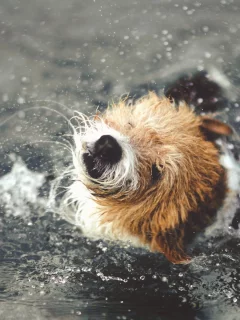 вода, собака, брызги