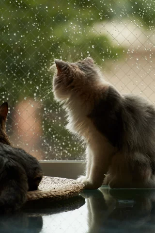 дождь, окно, кошки, дом