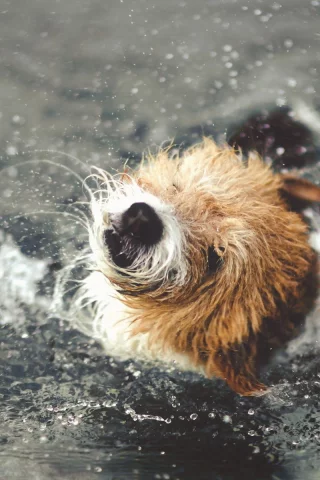 вода, собака, брызги
