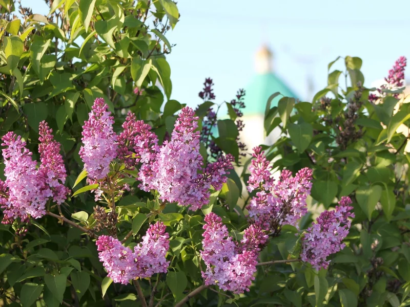 сирень, весна