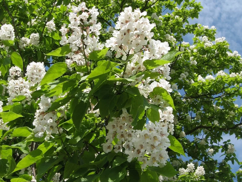 катальпа, лето, небо, облака, цветы