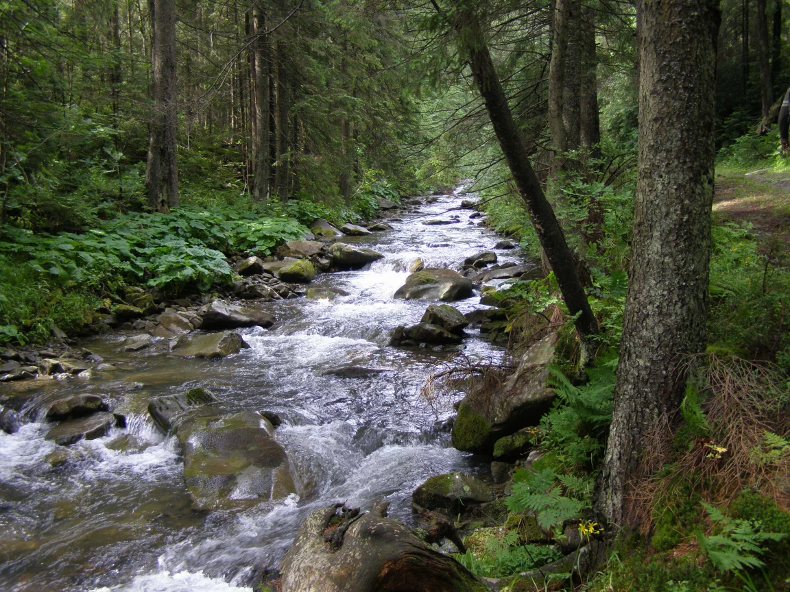 карпаты, горганы, лес, река, зубринка, туризм