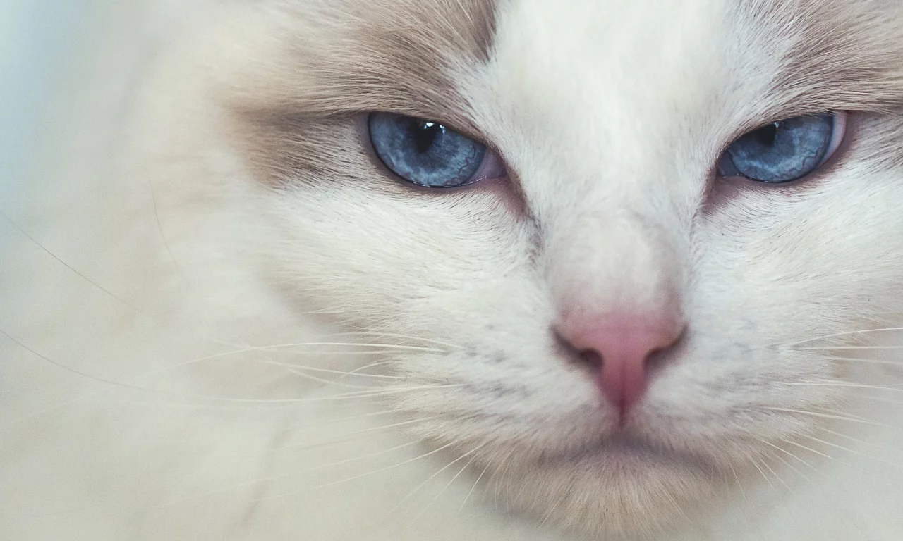 кот, взгляд