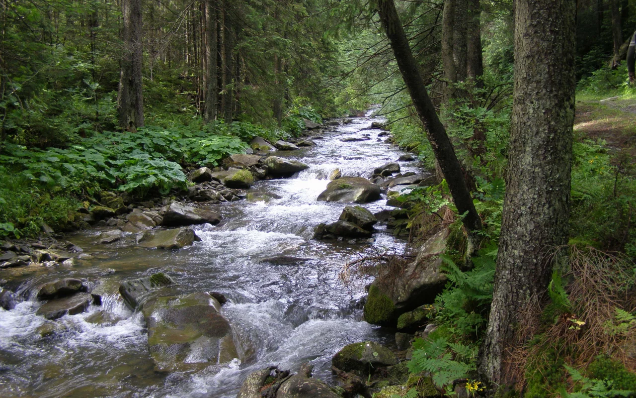 карпаты, горганы, лес, река, зубринка, туризм