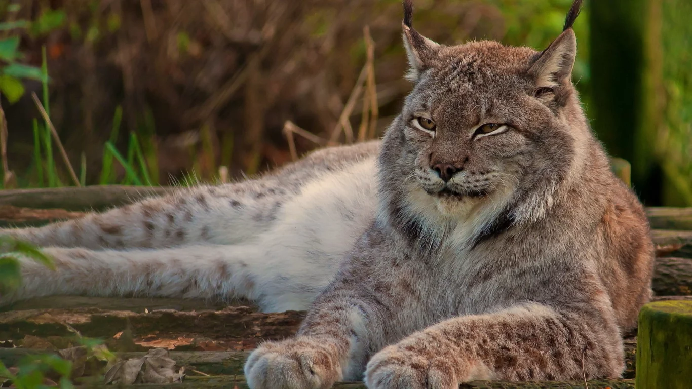 рысь, лежит, кошка