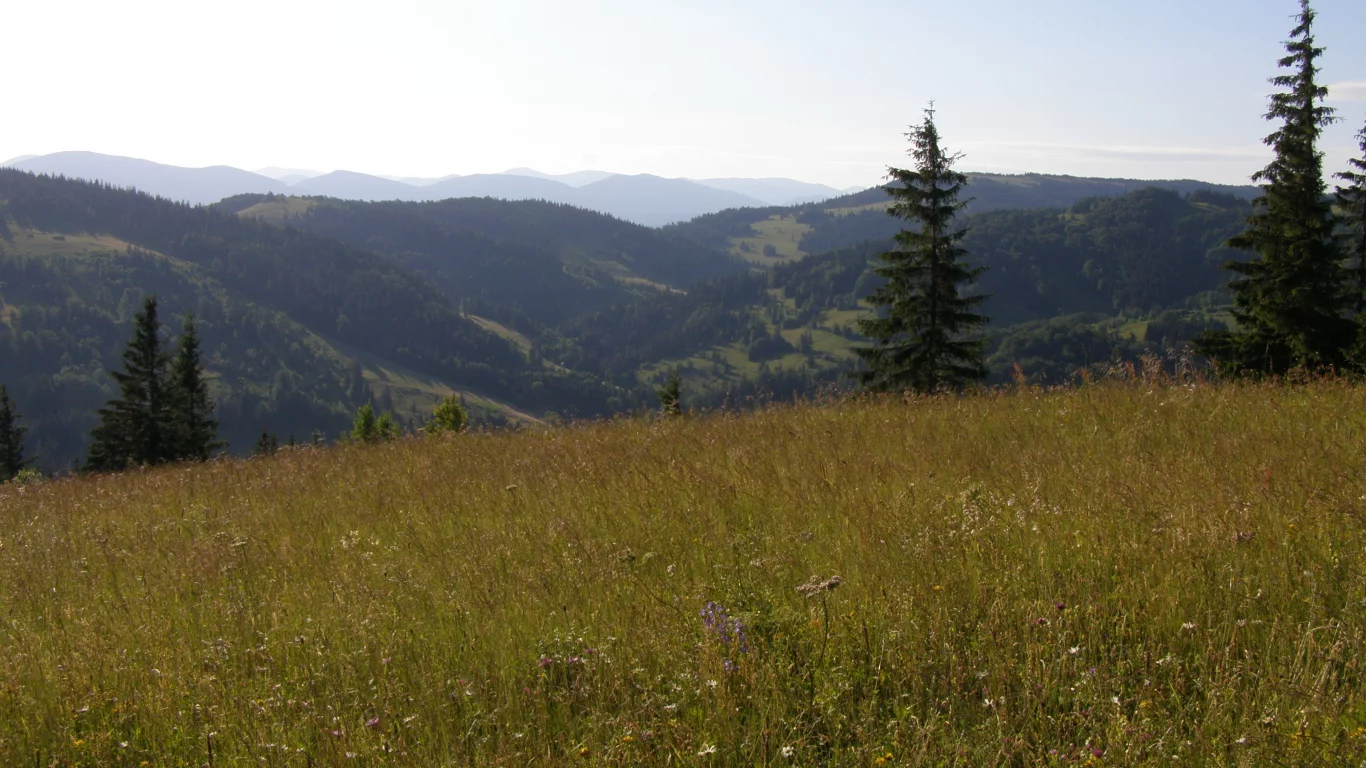 горы, карпаты, лес, трава, плонына, цветы