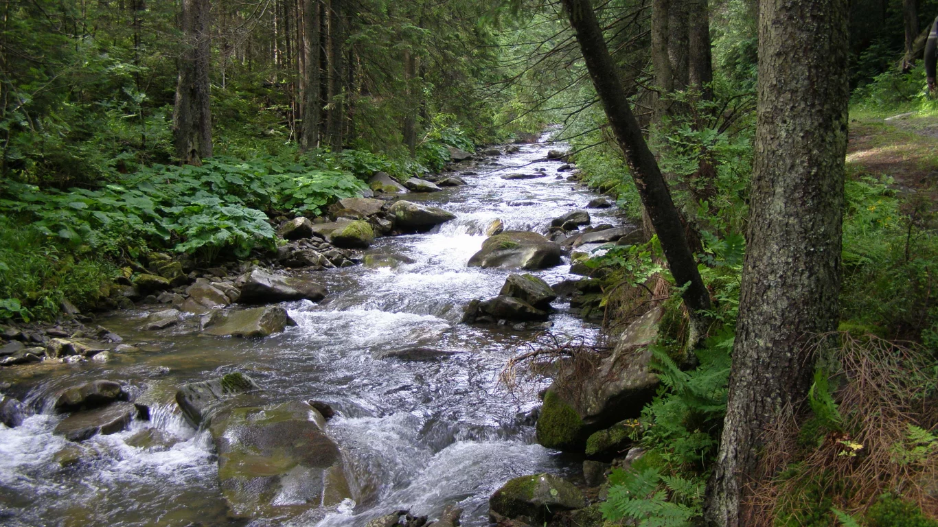 карпаты, горганы, лес, река, зубринка, туризм
