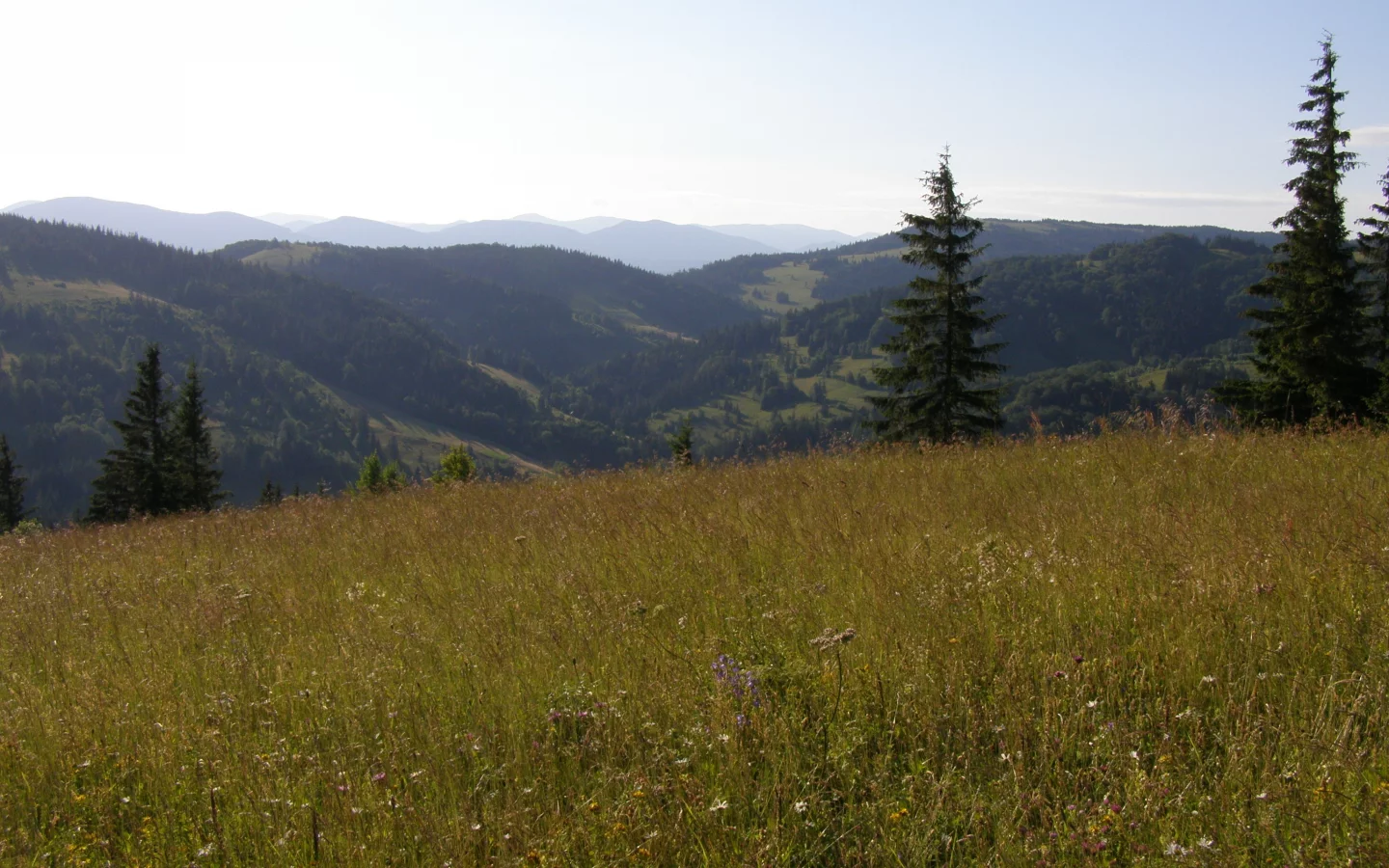 горы, карпаты, лес, трава, плонына, цветы