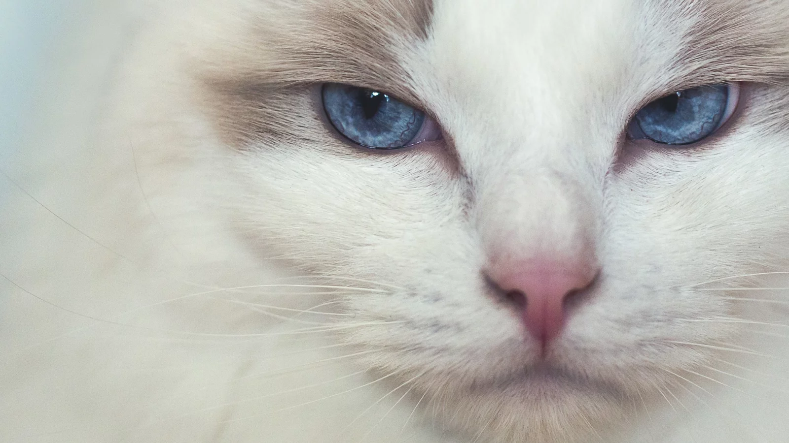 кот, взгляд