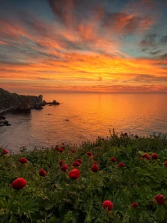 природа, закат, рассвет, вода, море, океан, облака, цветы, берег