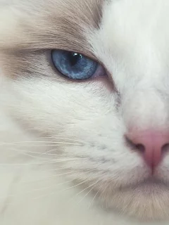 кот, взгляд