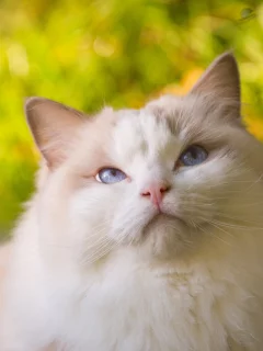 киса, взгляд