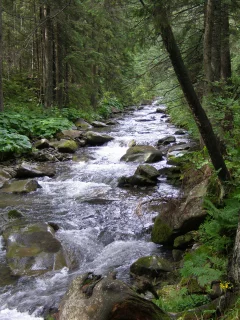 карпаты, горганы, лес, река, зубринка, туризм