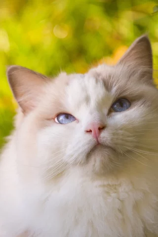 киса, взгляд