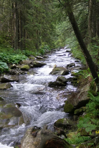 карпаты, горганы, лес, река, зубринка, туризм