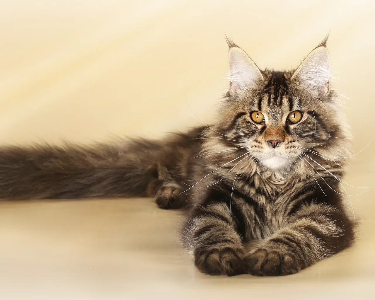 кошка, мейнкун, котенок