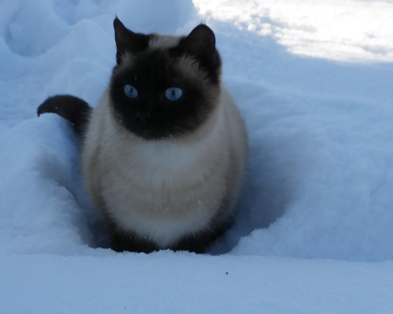 кошка, голубые глаза, снег, зима