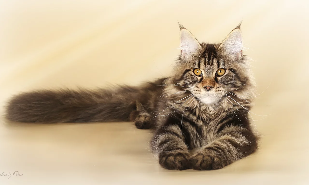 кошка, мейнкун, котенок