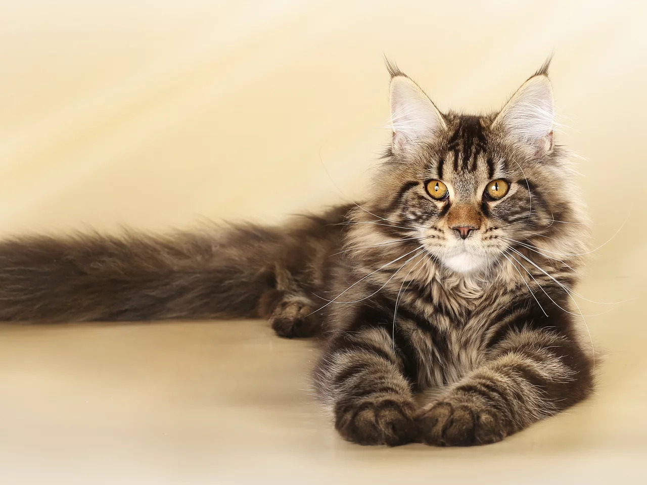 кошка, мейнкун, котенок