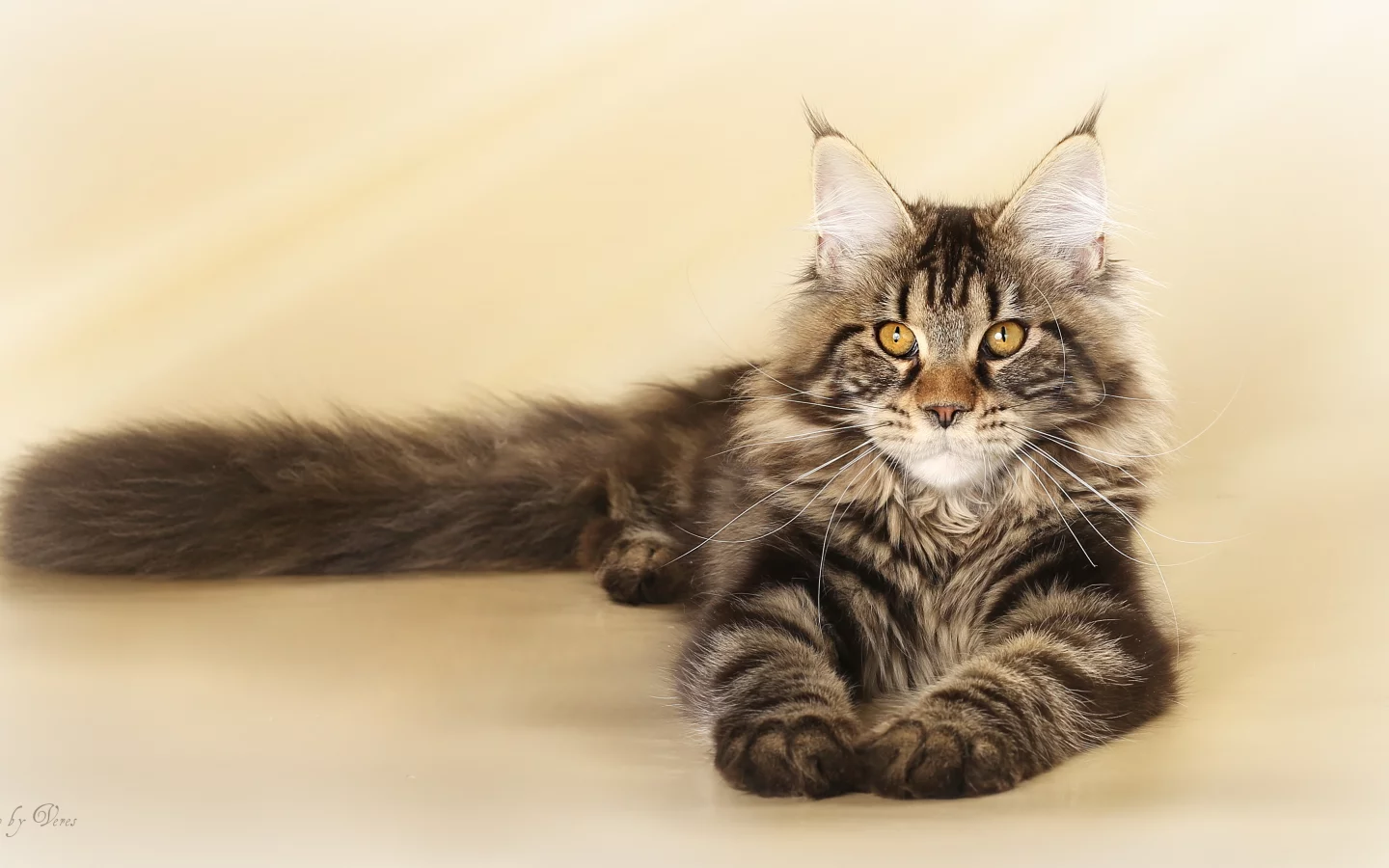 кошка, мейнкун, котенок