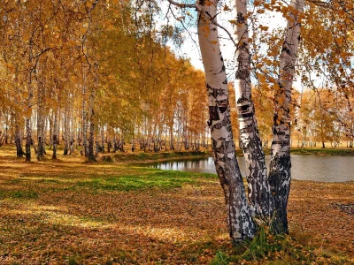 осень, береза, красиво, листья
