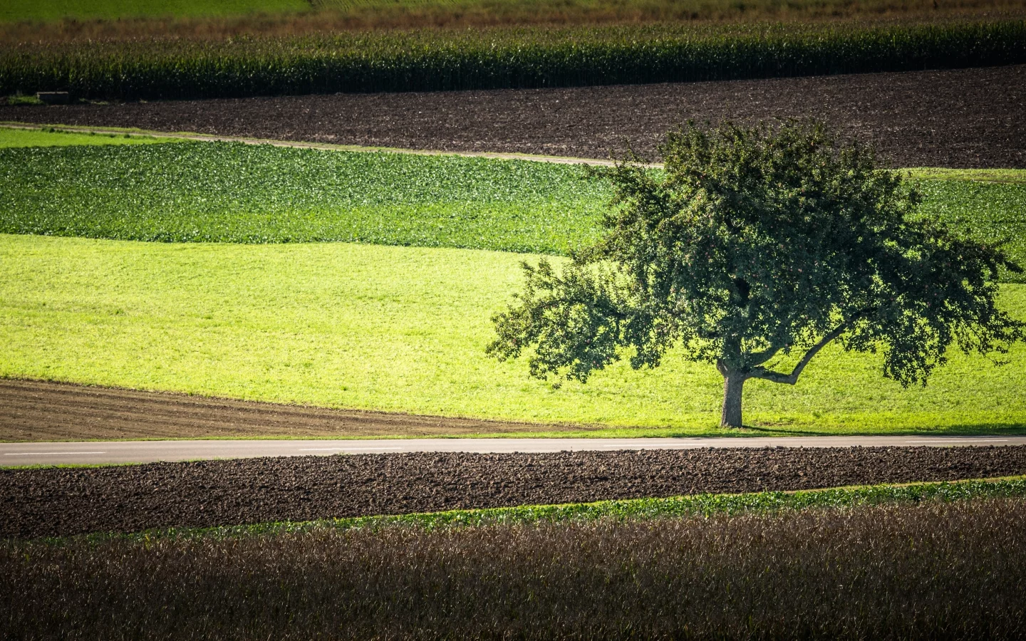 дорога, поля, дерево