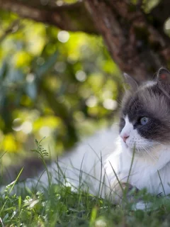 лежит, на природе, дерево, боке, отдыхает, зелень, блики, трава, котяра, кот
