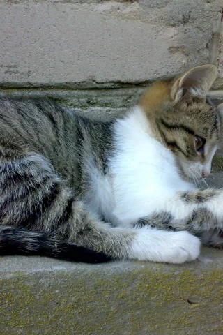 котёнок, кошка